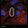 cell_junctions.png